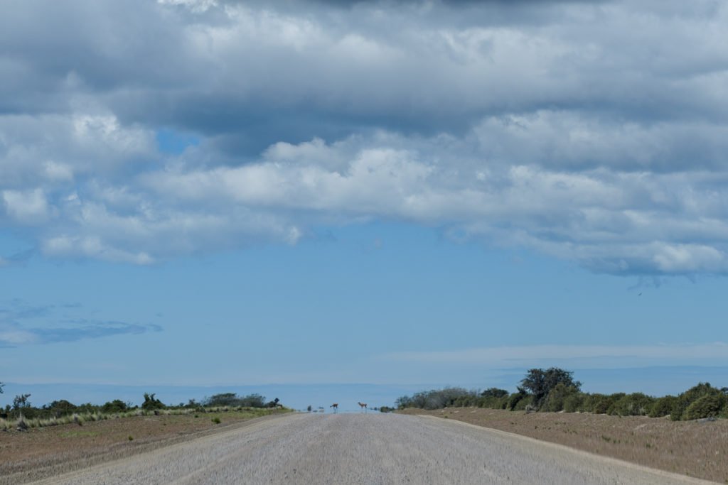 route péninsule valdes patagonie