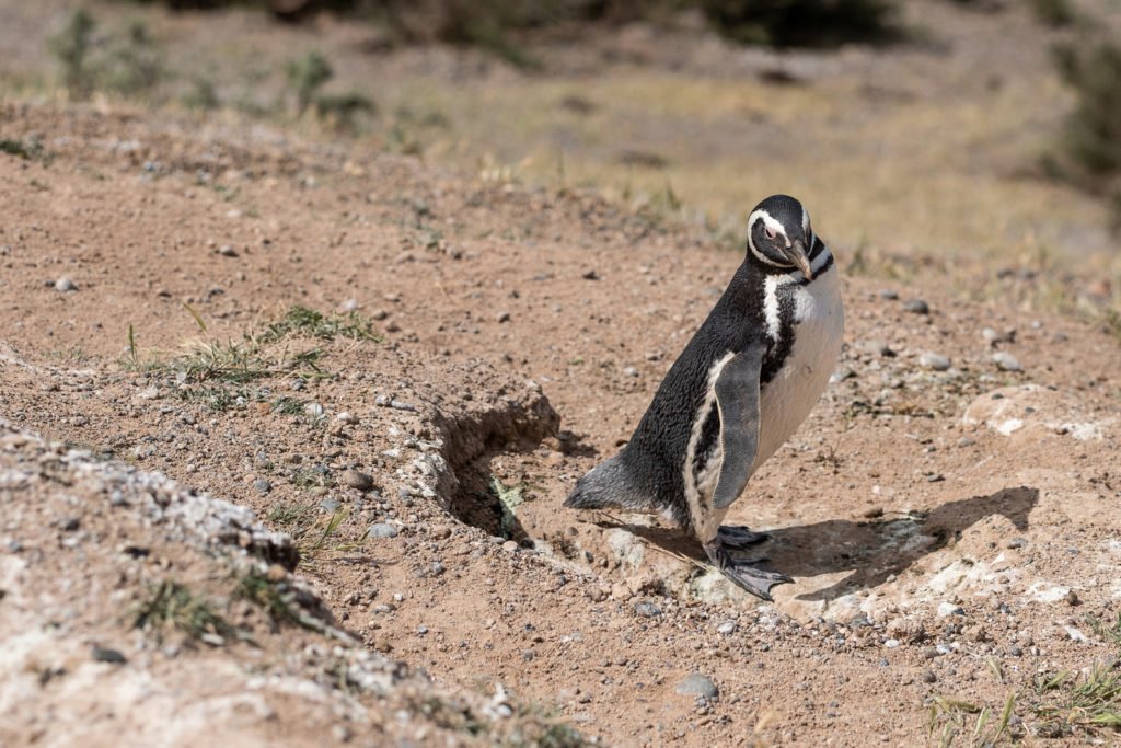pingouin animal péninsule valdes puerto madryn patagonie