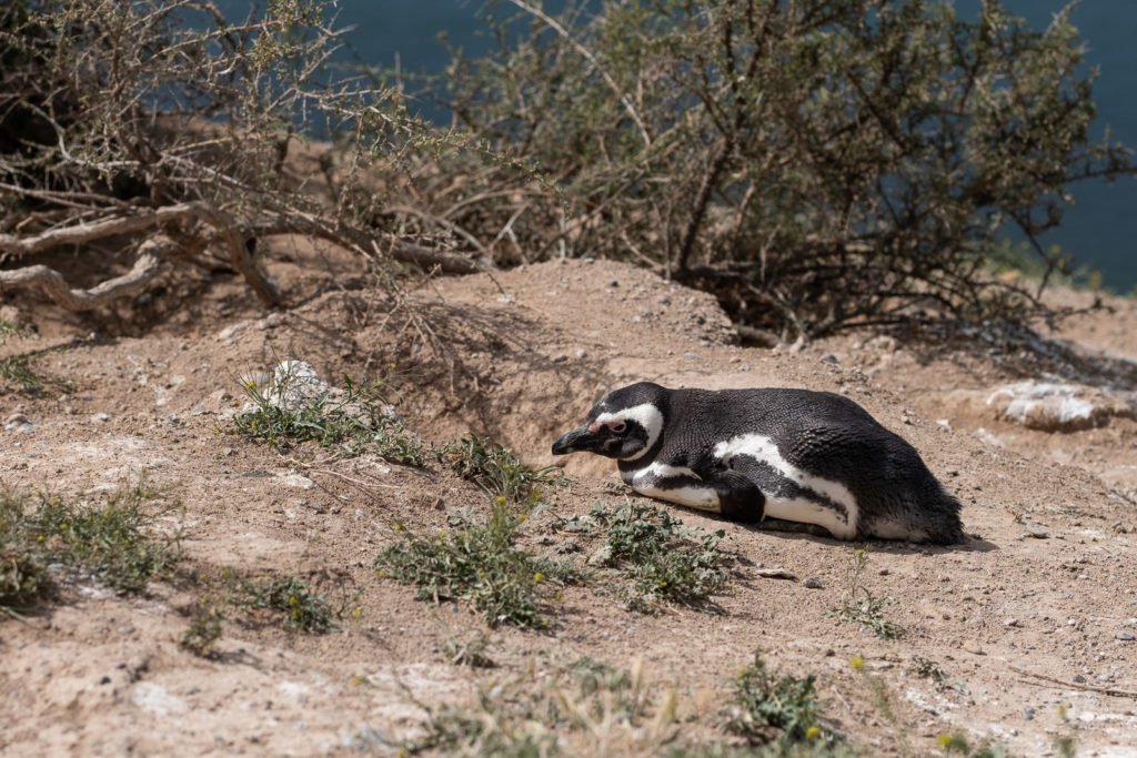 pinguoin péninsule valdès patagonie argentine animal
