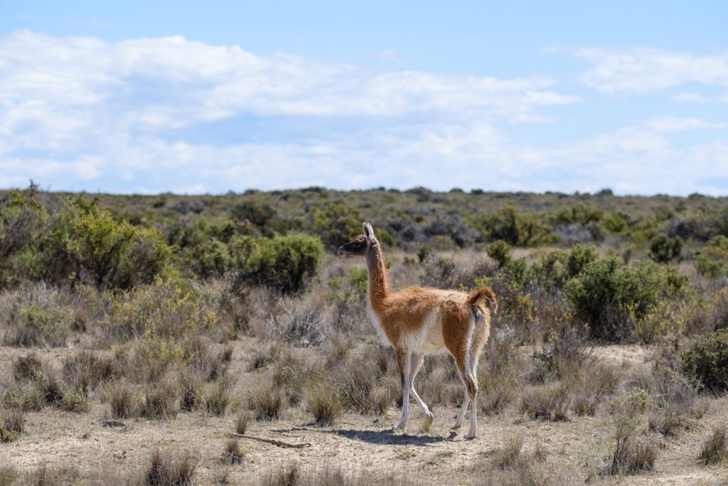 guanaco pèninsule valdes argentine