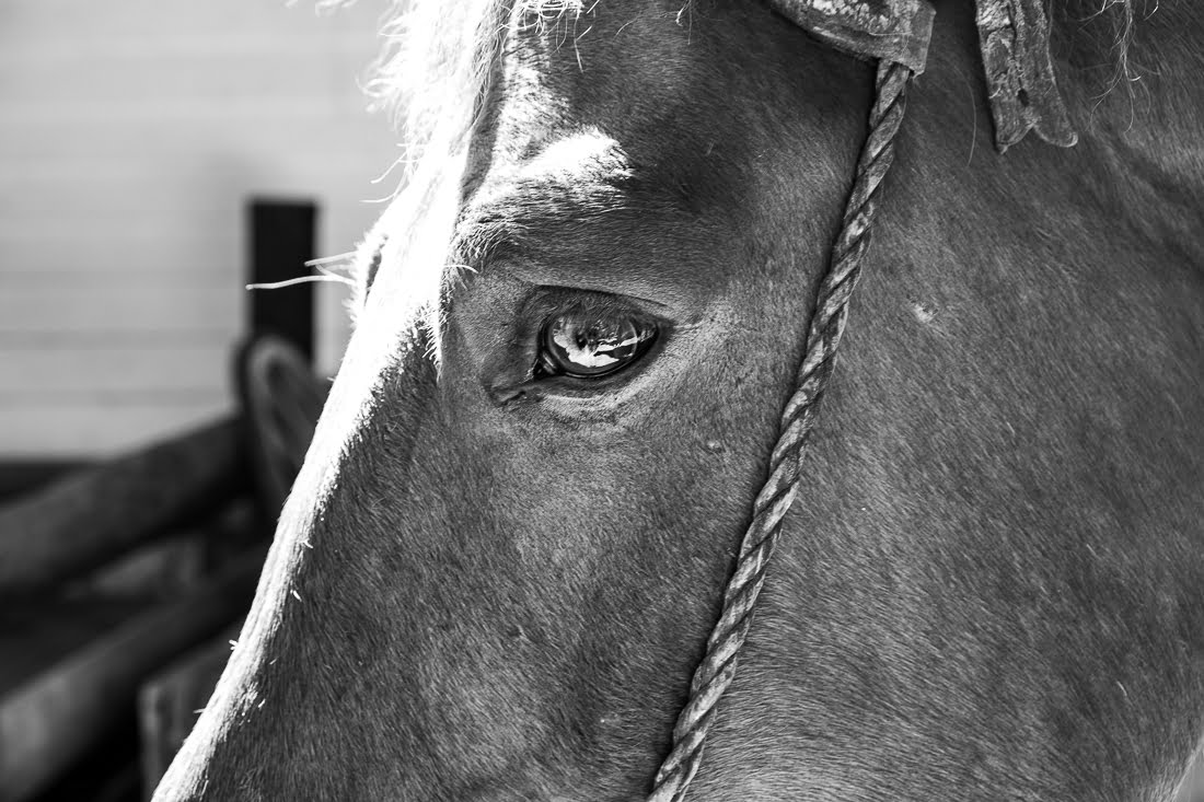 bariloche cheval argentine
