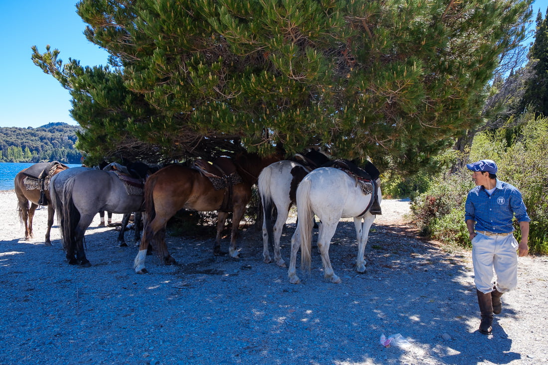 bariloche cheval argentine