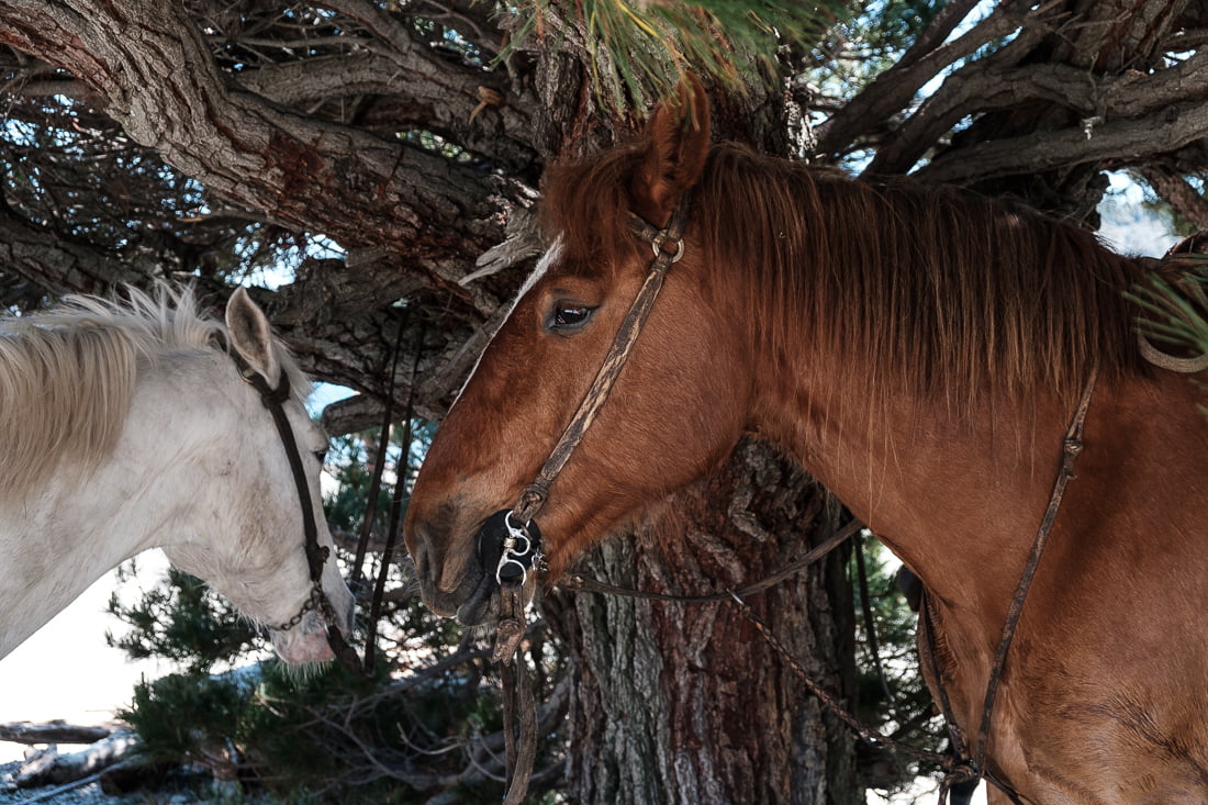 bariloche cheval argentine