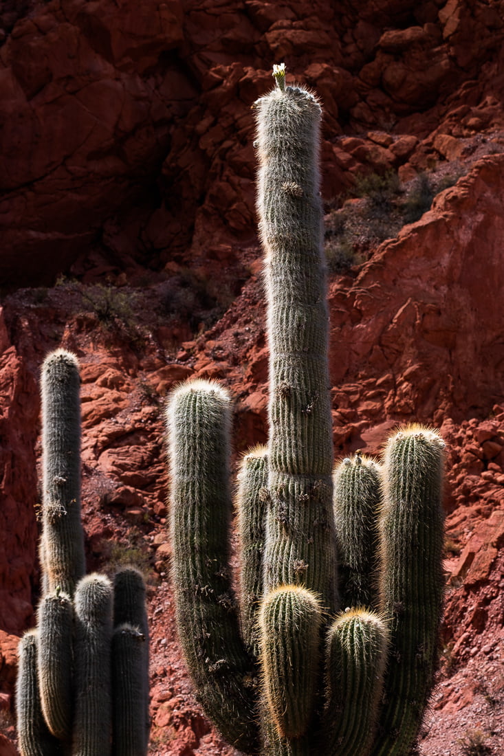 uquia argentine salta canyon