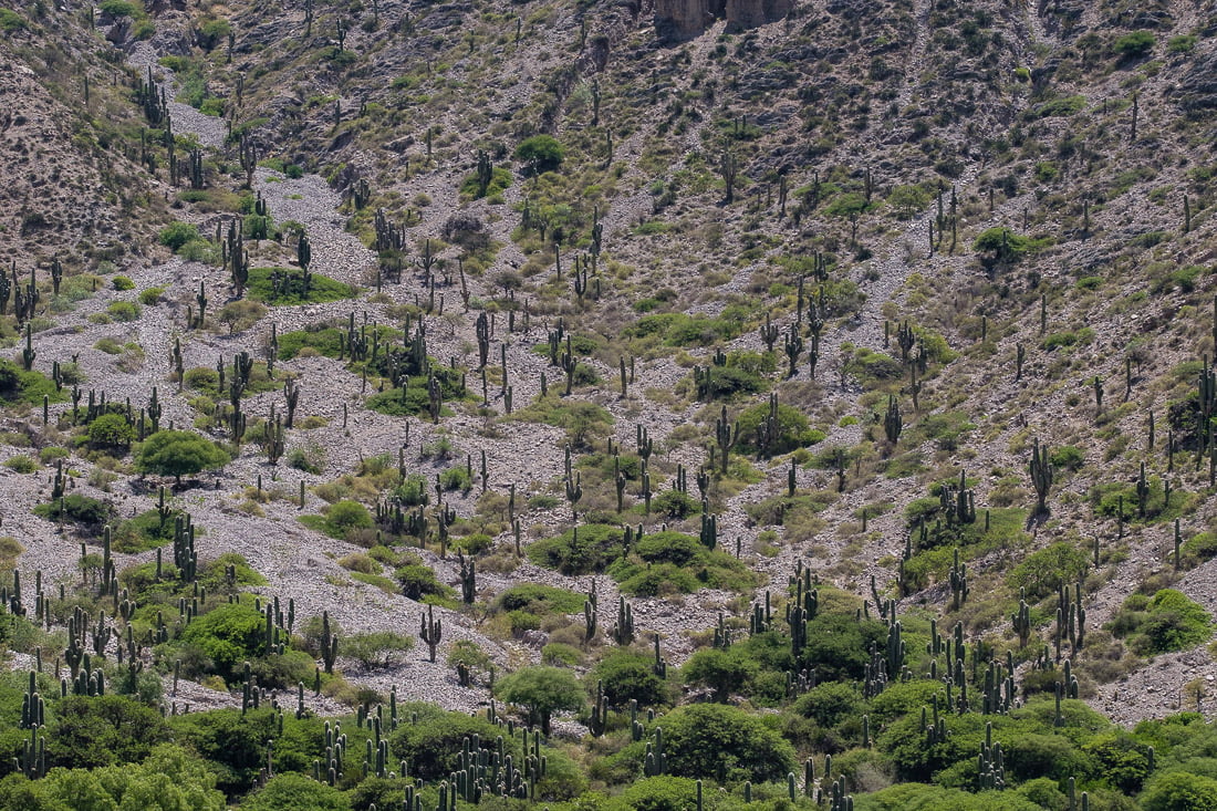 argentine salta cactus