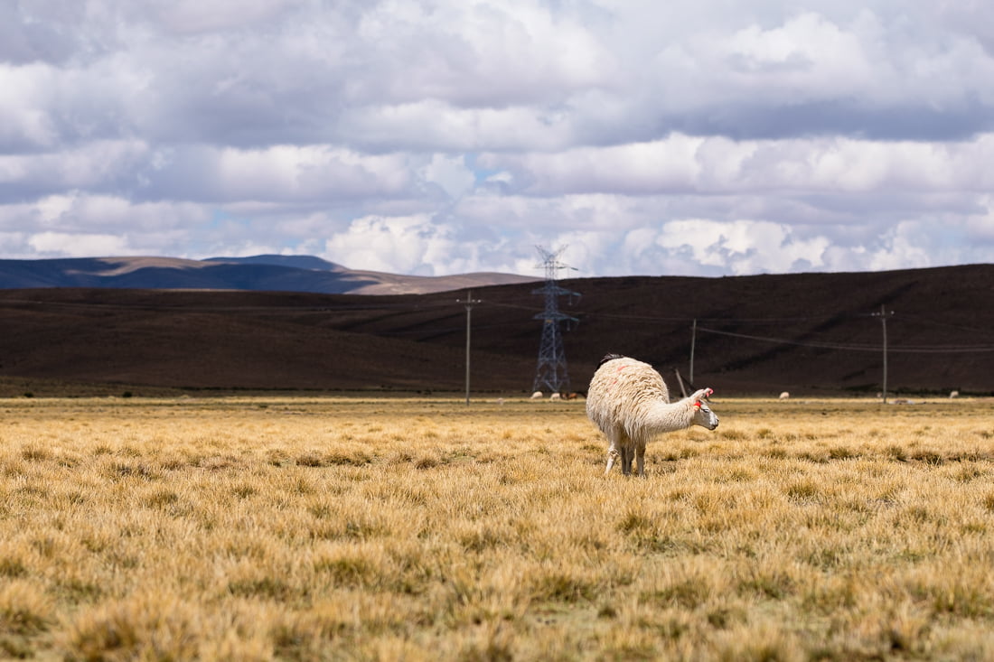 sud lipez salar uyuni tupiza lama