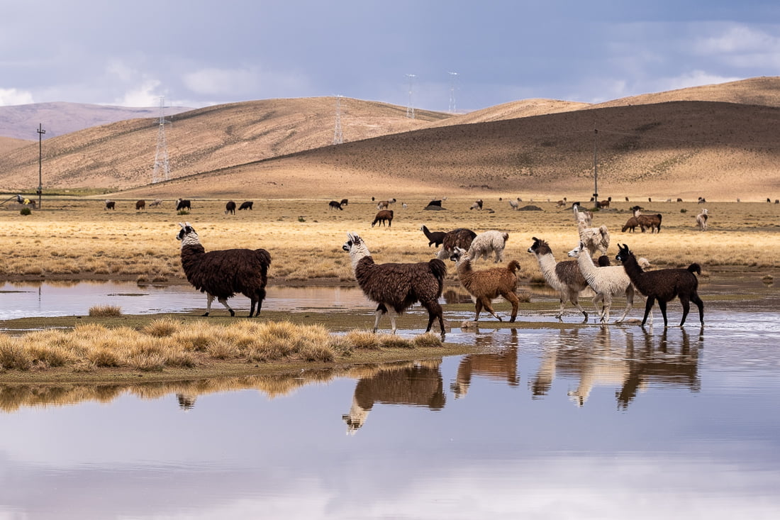 sud lipez salar uyuni tupiza lama