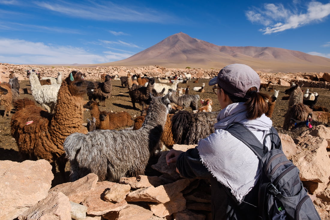 lama bolivie sud lipez