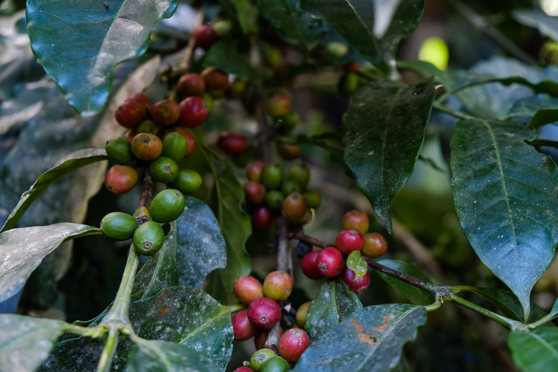 café munaipata bolivie
