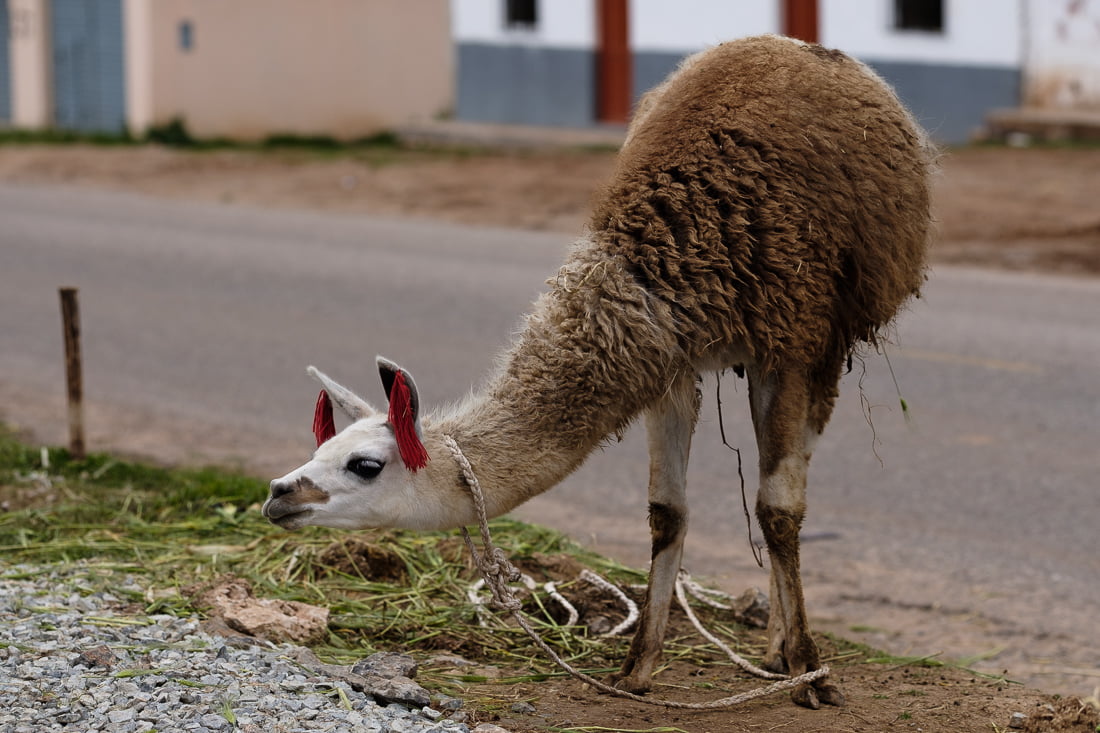 vallée inca lama