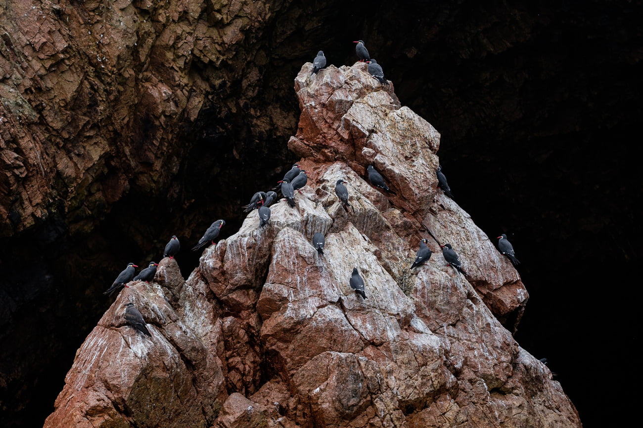 paracas oiseaux pérou