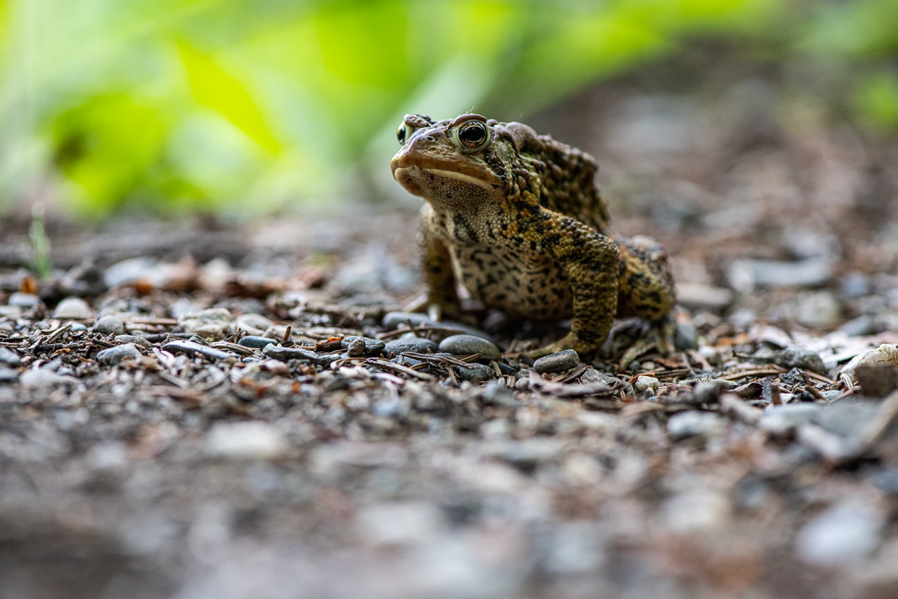 crapaud animal macro