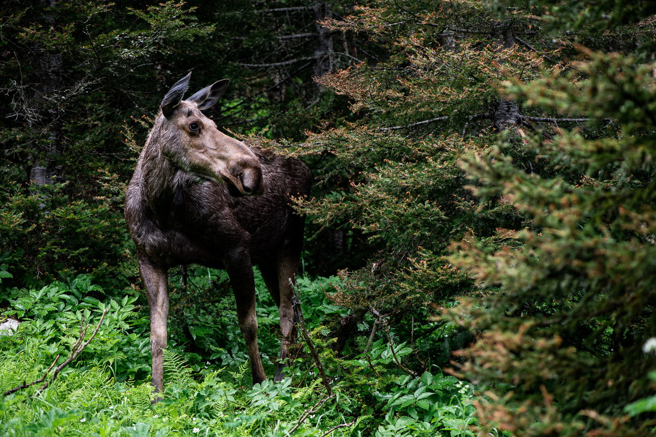 orignal parc national gaspésie canada
