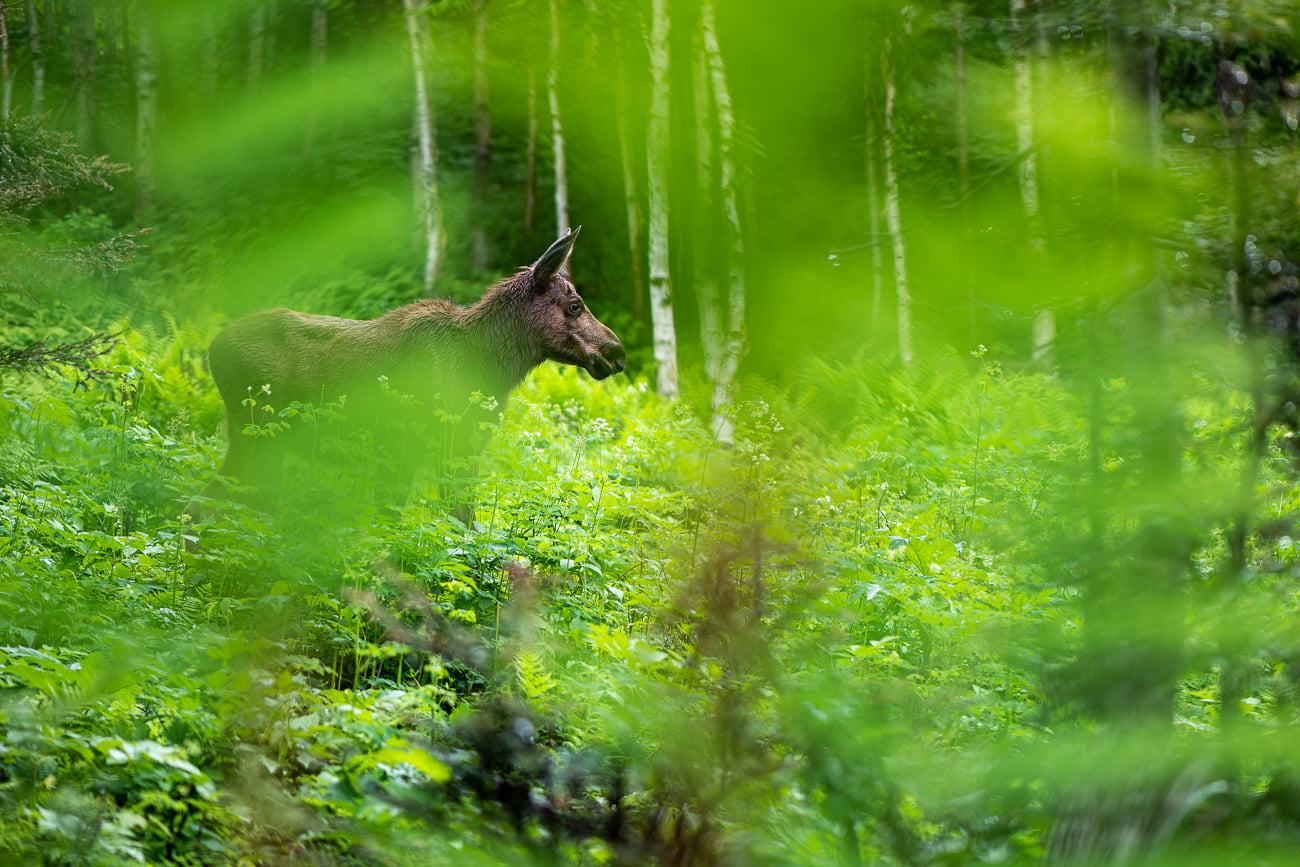 orignal parc national gaspésie canada