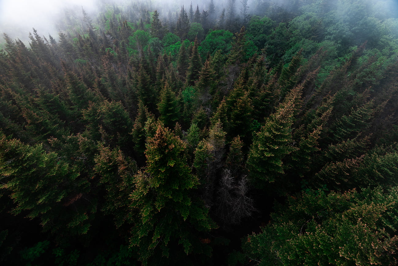 forêt gaspésie parc forillon